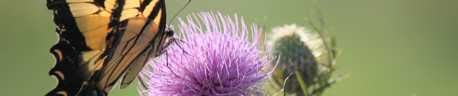 Rivanna Master Naturalists