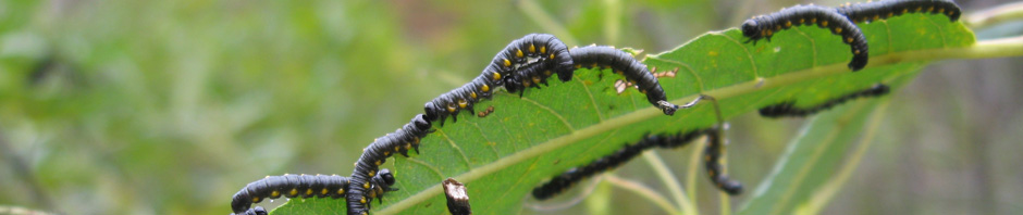 Rivanna Master Naturalists