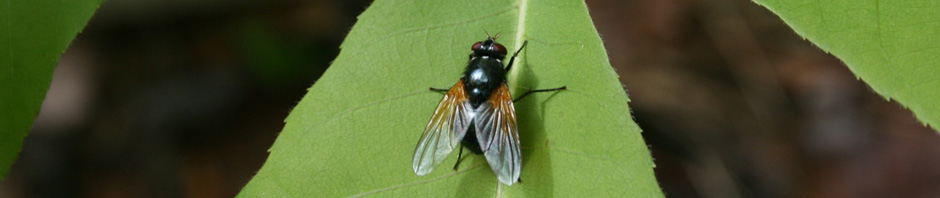 Rivanna Master Naturalists