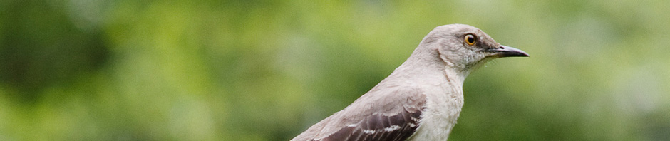 Rivanna Master Naturalists