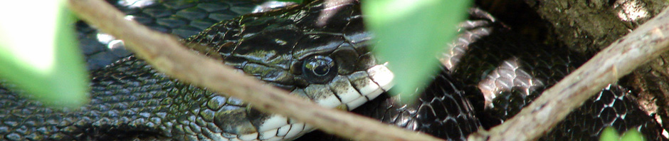 Rivanna Master Naturalists